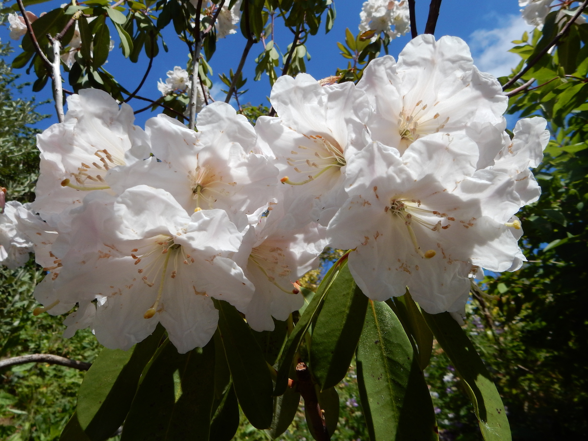 R. decorum AGM